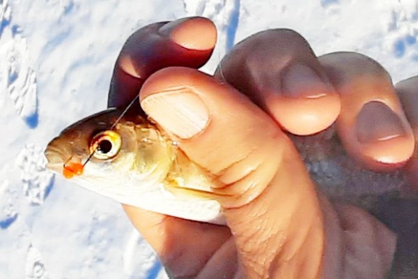 Кракен наркоторговец