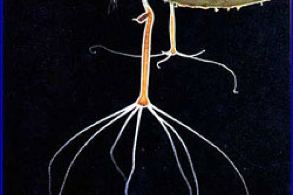 Сайты с наркотиками