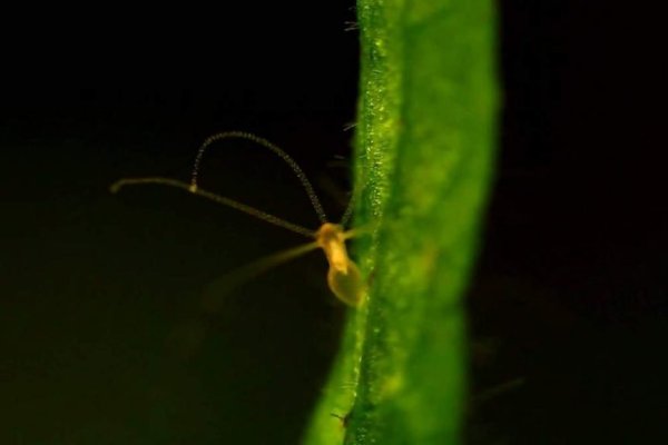 Ссылки на кракена и на мегу