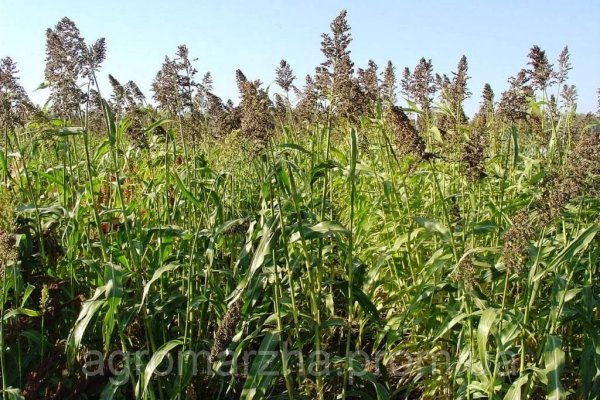 Сайты где купить наркотики