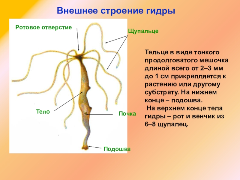 Kraken купить клад